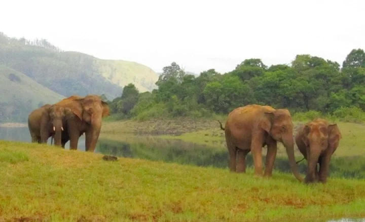 இறந்தவர் போல் நடித்து யானையிடம் இருந்து தப்பித்த விவசாயி