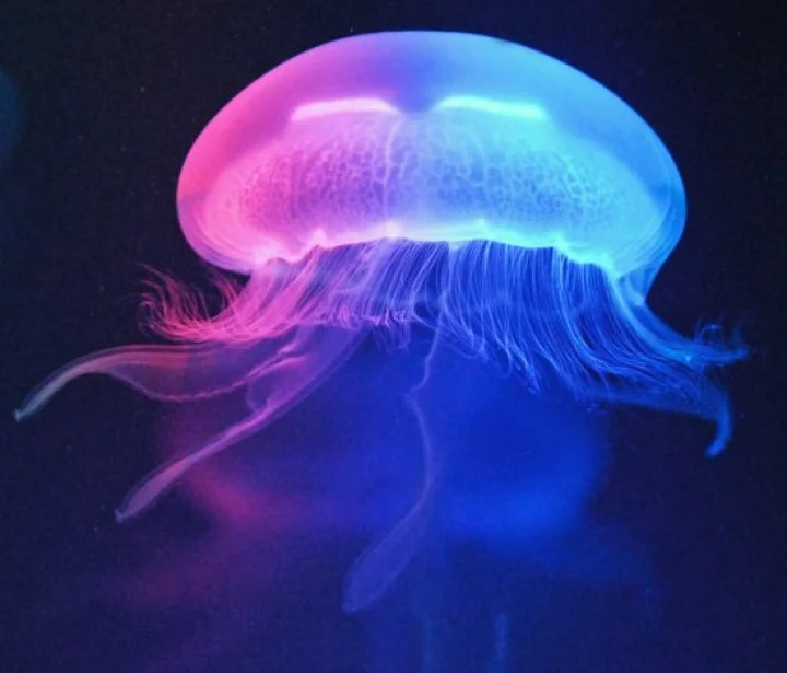 லேசர்ருக்கும் ஜெல்லி மீன்களுக்கும் உள்ள தொடர்பு என்ன???