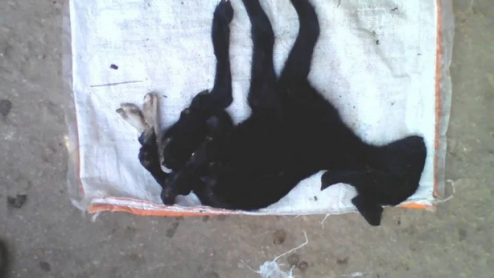 ஏழு கால்களுடன் பிறந்த ஆட்டுக்குட்டி : கரூரில் அதிசயம்