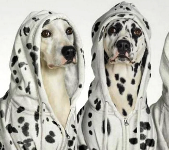 மனிதர்களின் மொழியை புரிந்துக் கொள்ளும் நாய்கள்