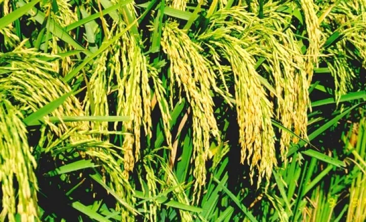 நெல் கொள்முதலுக்கு அதிகாரிக்கு லஞ்சம்: பரபரப்பு ஆடியோ