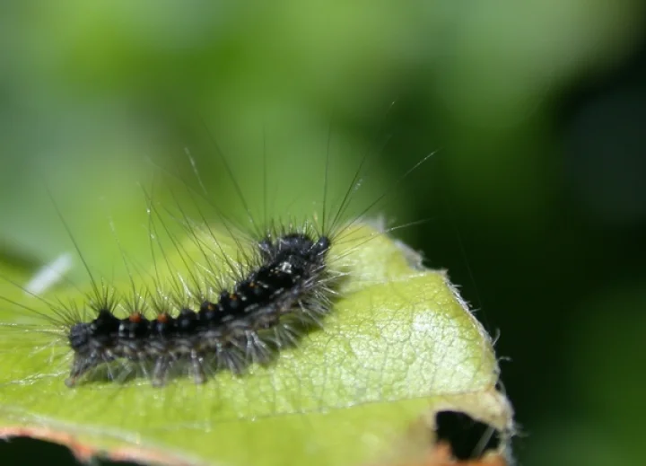 பீதியில் இருக்கும் சைவ பிரியர்கள்!