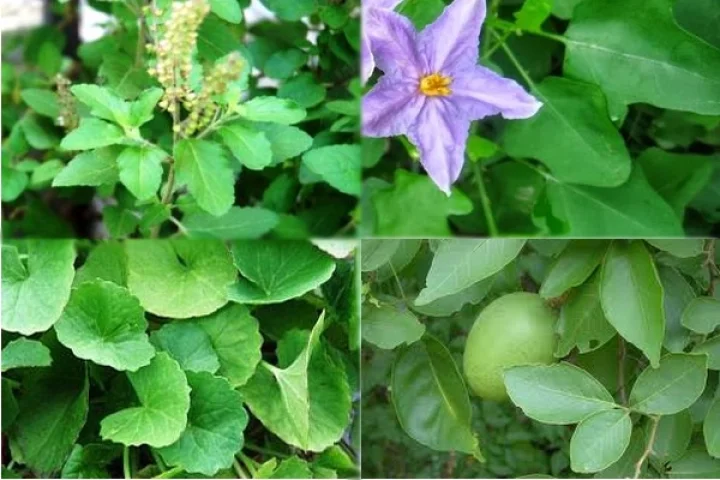 மூலிகை இலைகளும் அதன் மருத்துவக் குணங்களும்