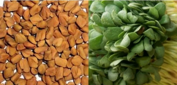 வயிறு மற்றும் கருப்பை சார்ந்த பிரச்சனைகளுக்கு தீர்வு தரும் வெந்தயம்!!