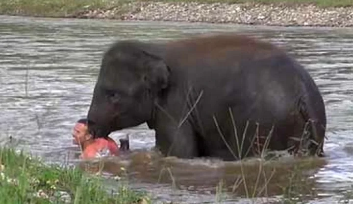 யானைக்குட்டி