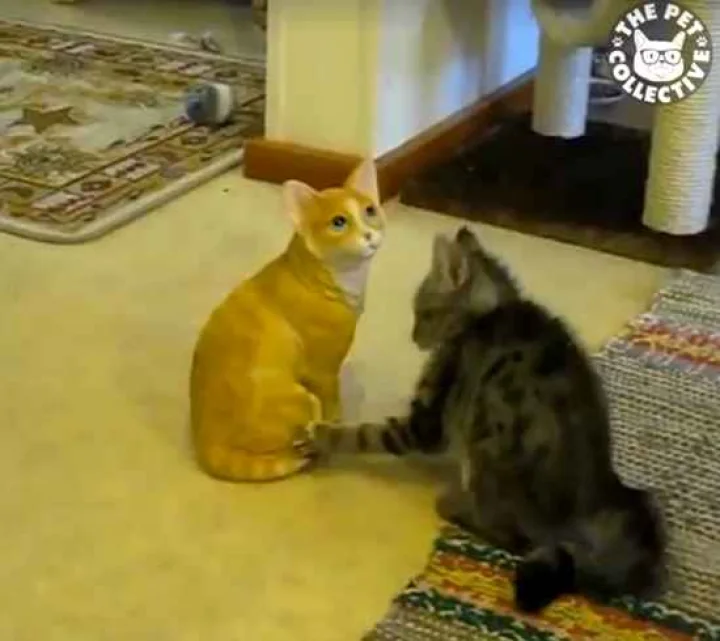 பொம்மை பூனையை பார்த்து கிறுக்கு பிடித்து சுற்றிய நிஜ பூனை! [வீடியோ]