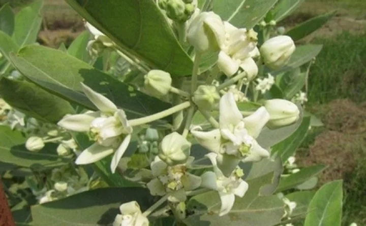 வெள்ளெருக்கு செடியின் மருத்துவ பயன்கள்!!