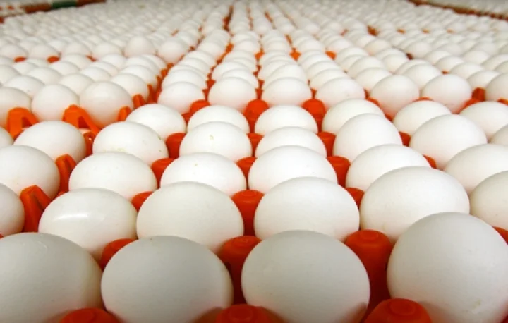 சில்லரை தட்டுப்பாடு காரணமாக முட்டை விலை சரிவு