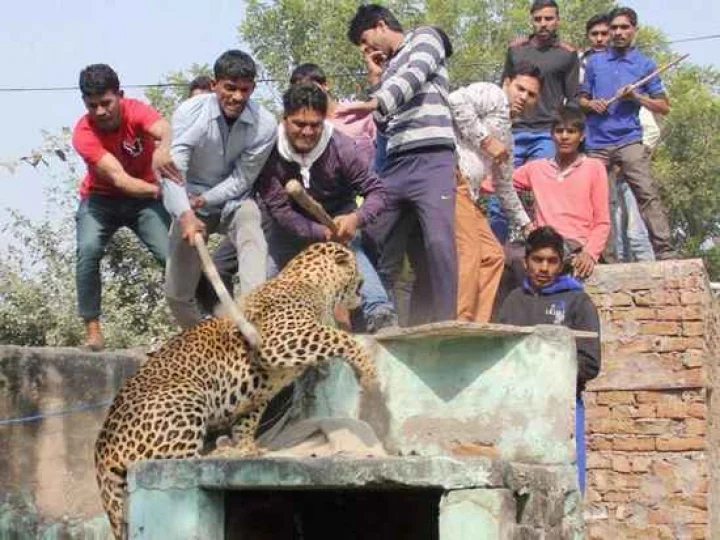 சிறுத்தை கிராம மக்கள் peopard village people killed strays