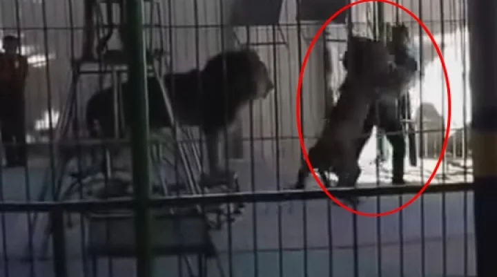 பயிற்சியாளரை கடித்து குதறிய சர்க்கஸ் சிங்கம் (வீடியோ)