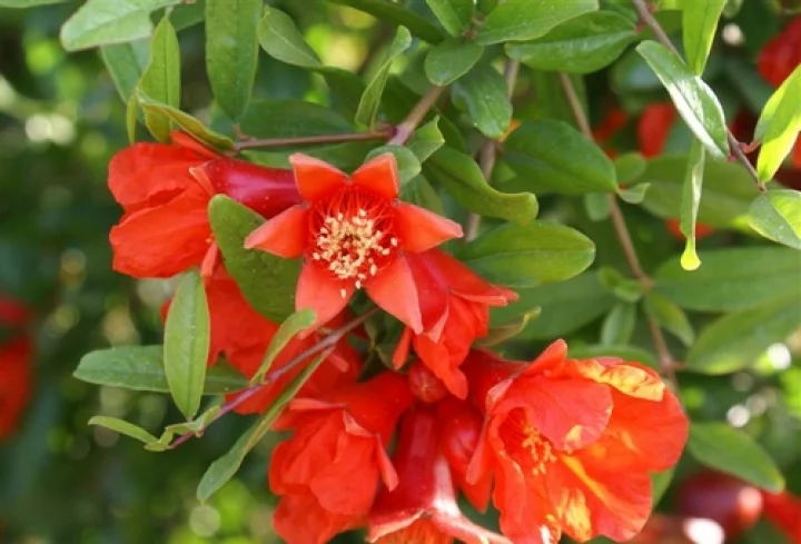 மருத்துவக் குணங்கள்