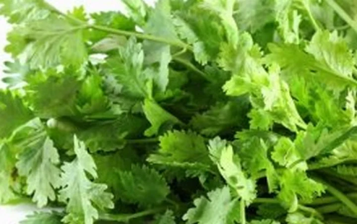 ரத்தத்தில் உள்ள கொலஸ்ட்ராலை குறைக்கும் கொத்தமல்லி!