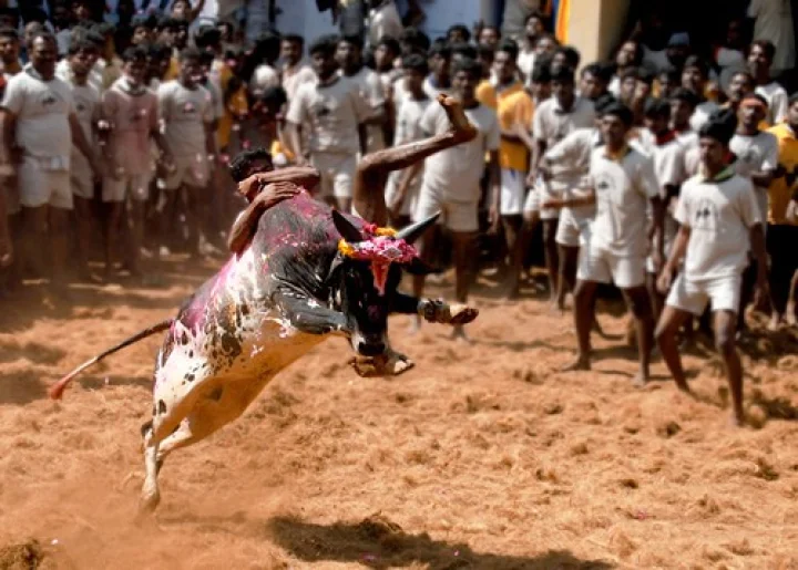 இது ஜல்லிக்கட்டுக்கான யுத்தங்களின் காலம்..