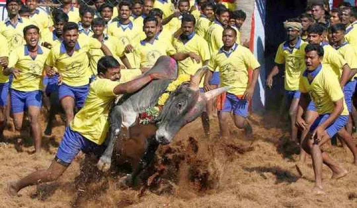 ஜல்லிக்கட்டு இந்த வருடம் கட்டாயம், அடுத்த வருடம்?