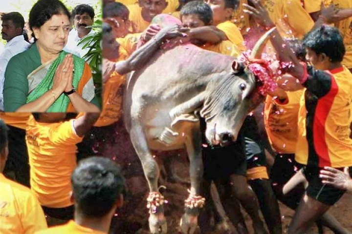 சசிகலாவுக்காக ஜல்லிக்கட்டு போட்டி தேதி மாற்றியமைக்கப்பட்டதா?