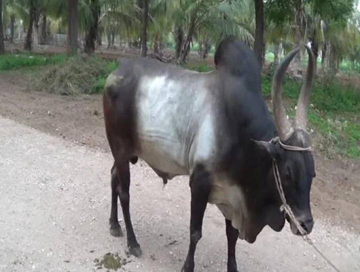 ஜல்லிக்கட்டு போராட்டம் எதிரொலி - நாட்டு இன மாடுகளுக்கு திடீர் மவுசு