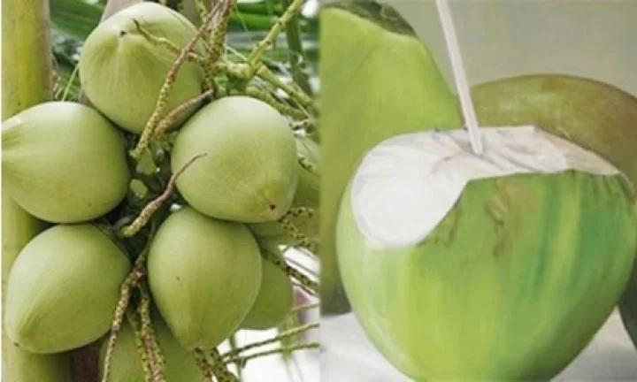 coconut