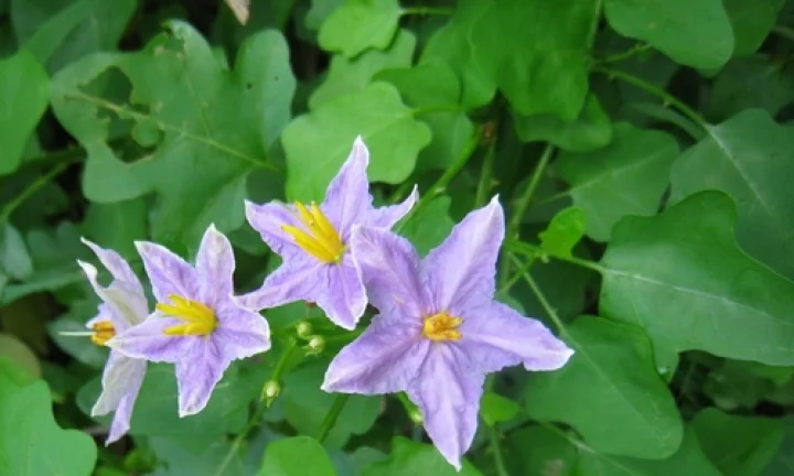 நோயை எதிர்த்து  உடலுக்கு வலு சேர்க்கும் தூதுவளை!