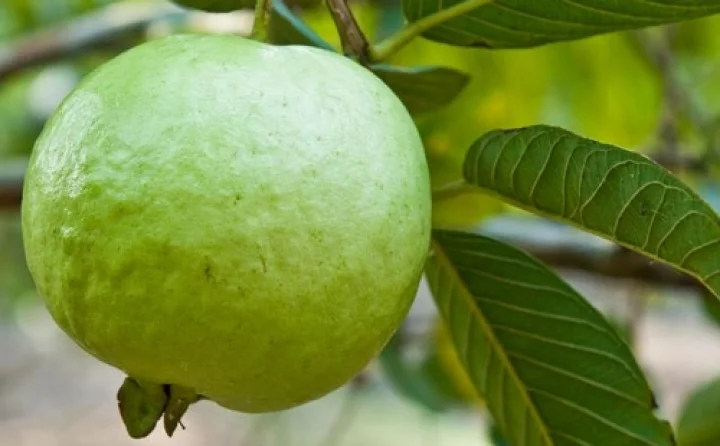 மலச்சிக்கல் தீர தினமும் ஒரு கொய்யா!