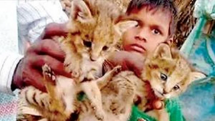 பூனை என நினைத்து சிறுத்தையை வளர்த்து, என்ன நடந்தது தெரியுமா??