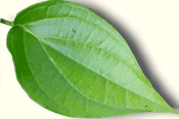 சாதாரண வெற்றிலையில் இத்தனை அம்சங்களா?