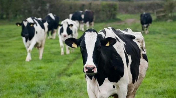 सर्व दोषांपासून मुक्त व्हायचे असेल तर माघ पौर्णिमेला गायीला हे खाऊ घाला