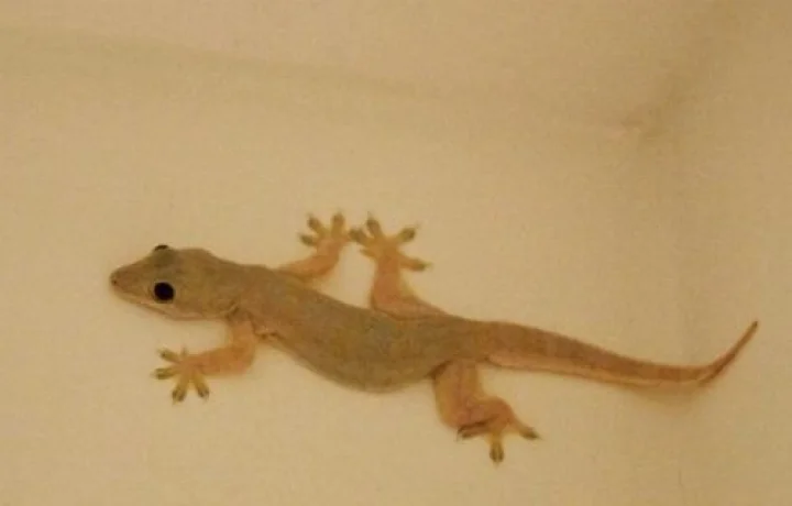 lizard worship on diwali