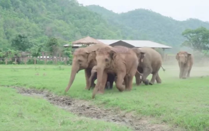 புதிய யானைக்குட்டியை உற்சாகமாக வரவேற்கும் யானைகள் - வைரல் வீடியோ