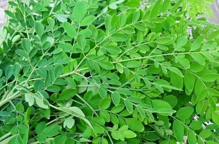 வாரத்தில் இரண்டு நாட்கள் முருங்கை கீரை சாப்பிட்டால் கிடைக்கும் நன்மைகள்...!