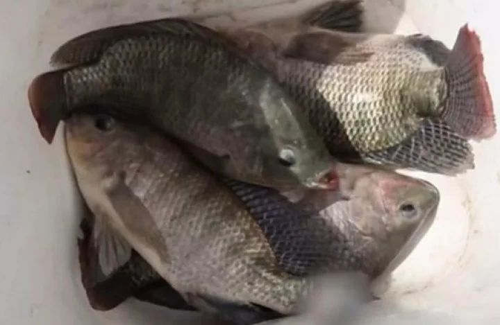 தீக்காயத்துக்கு மருந்தாகும் மீன்...