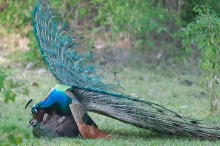 மயில்