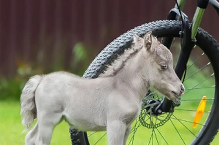 பூனையைவிட சிறிய அளிவில் உடலைமைப்பை பெற்ற குதிரை!!