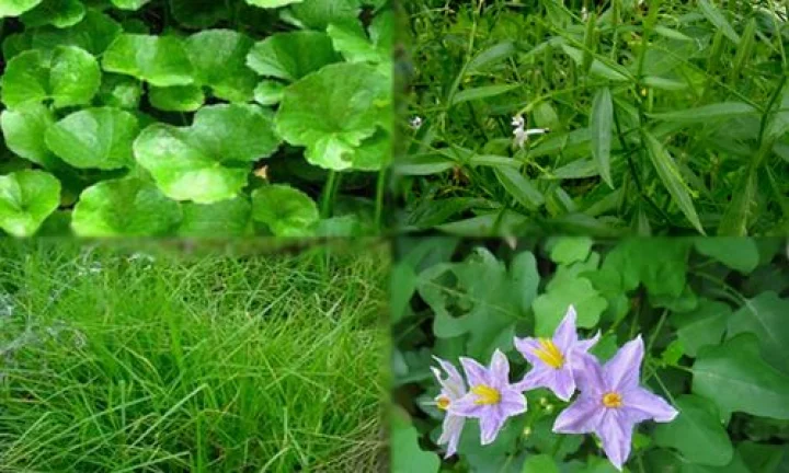 இயற்கையில் கிடைக்கும் மூலிகைகளும் அதன் பயன்களும்!