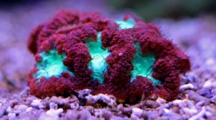 சூரிய ஒளி