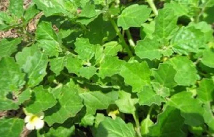 சிறுநீரக கல்லை கரைத்திடும் பெரு நெருஞ்சில் செடியின் மருத்துவ குணங்கள்!