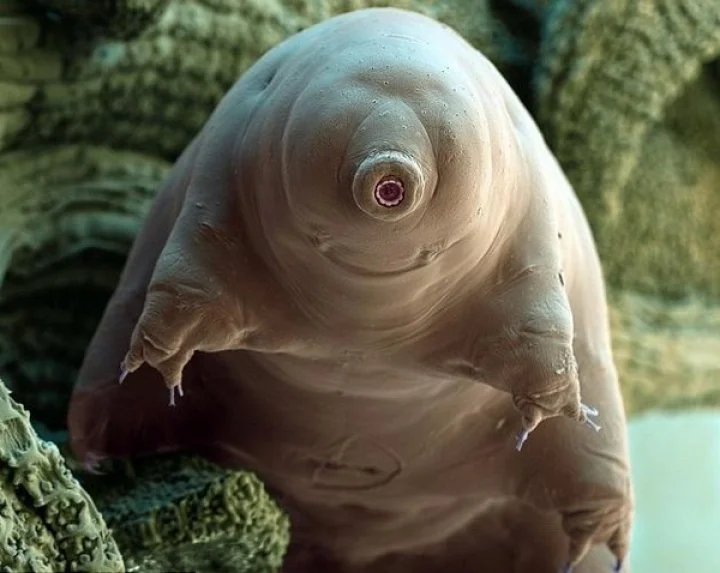 பூமியே அழிந்தாலும் இந்த உயிரினம் அழியாது தெரியுமா?