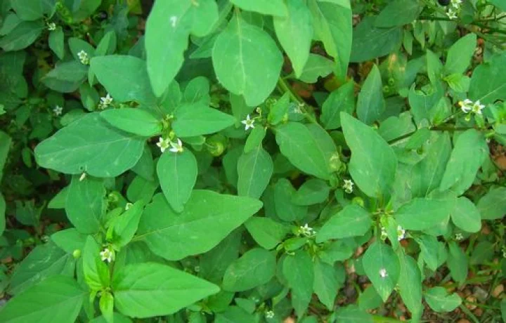 வயிற்று புண்