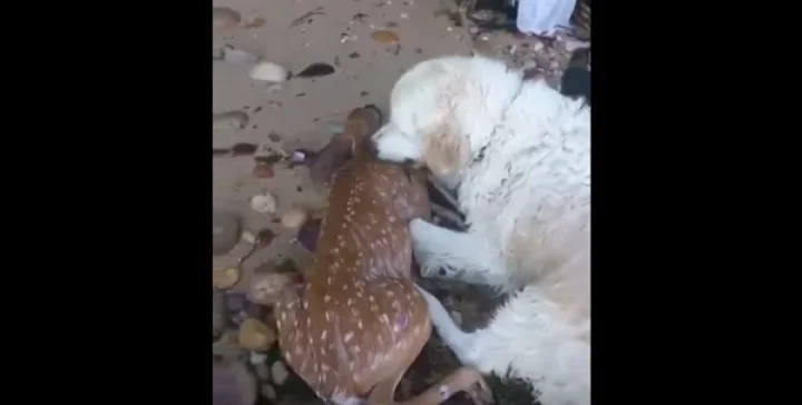 கடல் நீரில் தத்தளித்த மான் குட்டியை கறையேற்றிய நாய்: நெகிழ்ச்சி வீடியோ!!