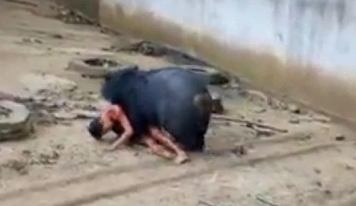 உணவு கொடுக்காமல் சீண்டிய வாலிபரை வேட்டையாடிய கரடி (வீடியோ)