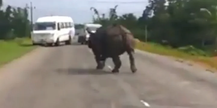 காண்டாமிருகம்