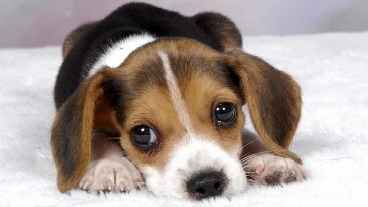 Puppy