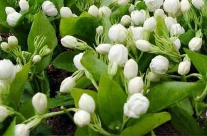 மல்லிகைப் பூவில் உள்ள மருத்துவ குணங்களைப் பற்றி அறிவோம்