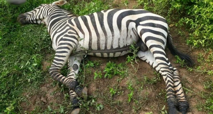 இருந்த ஒன்னும் போச்சு: வரிக்குதிரைக்காக வருந்தும் பூங்காவினர்!!