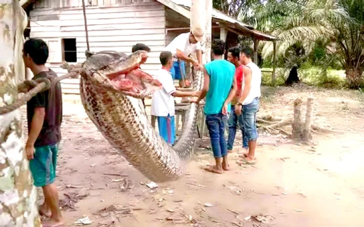 23அடி மலைப்பாம்பை அடித்துக் கொன்ற கிராம மக்கள்