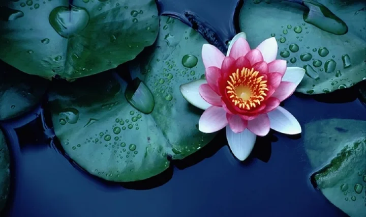 Lotus
