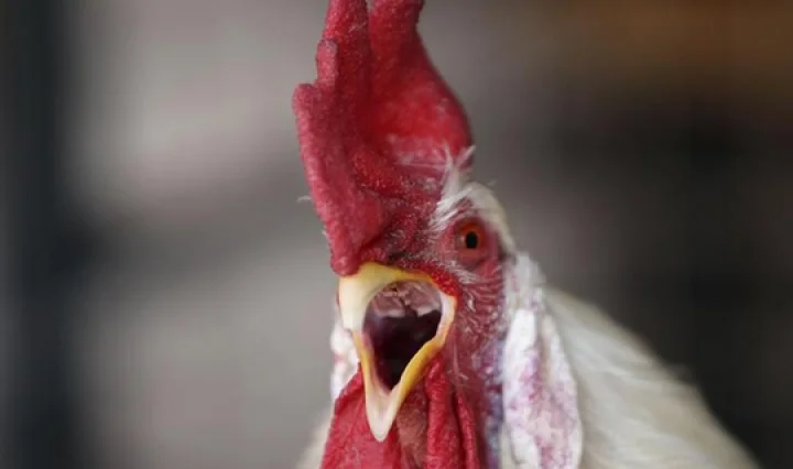 பாகிஸ்தான்