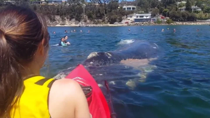 Whale