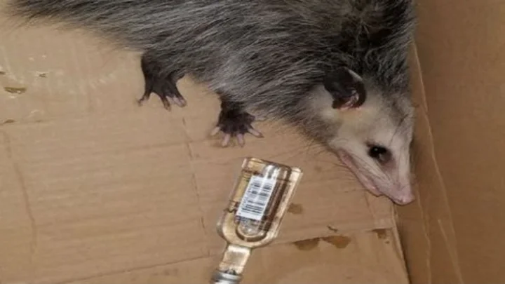 மதுபாட்டில்களை திருடி குடிக்கும் அரிய உயிரினம்