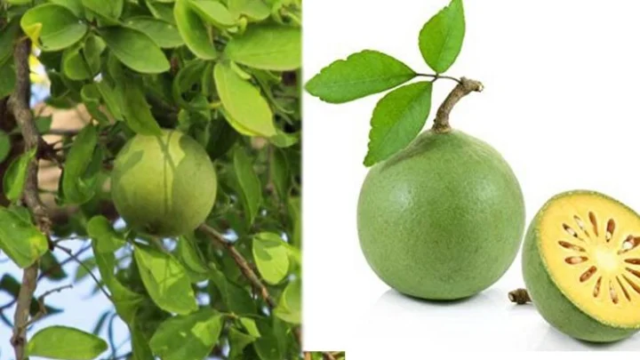 வில்வ இலை