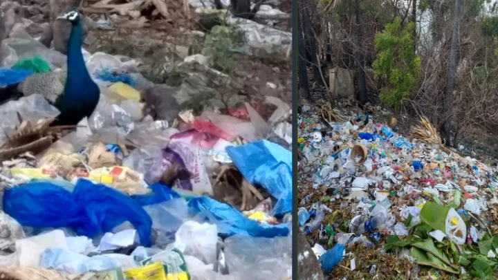 திருச்செந்தூர் கோவில் அருகே குப்பைகளுடன் புரளும் மயில்: கோவில் நிர்வாகம் கவனிக்குமா?